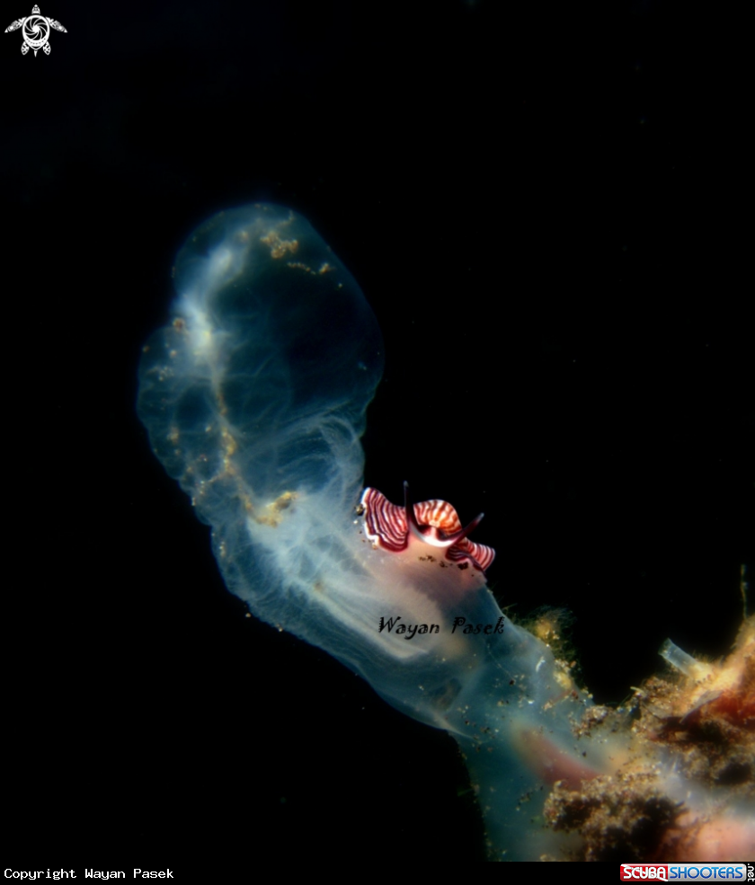 A flatworm