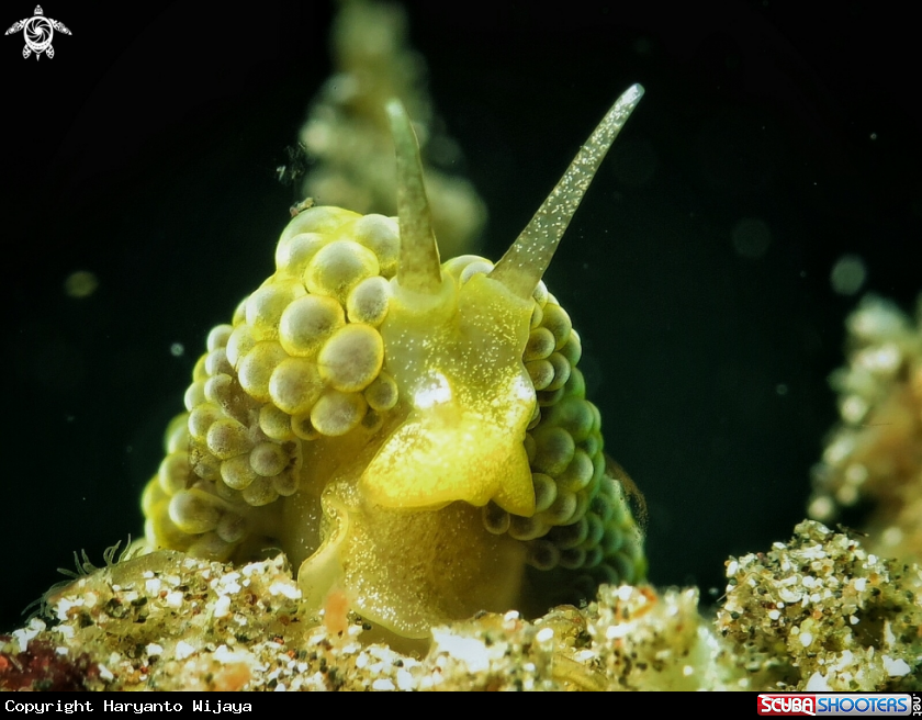 A Green Grape Nudi