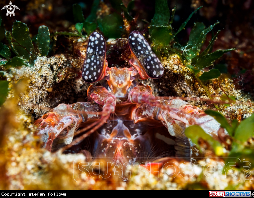 A Mantis Shrimp