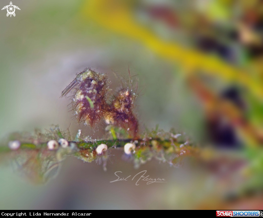 A hairy shrimp