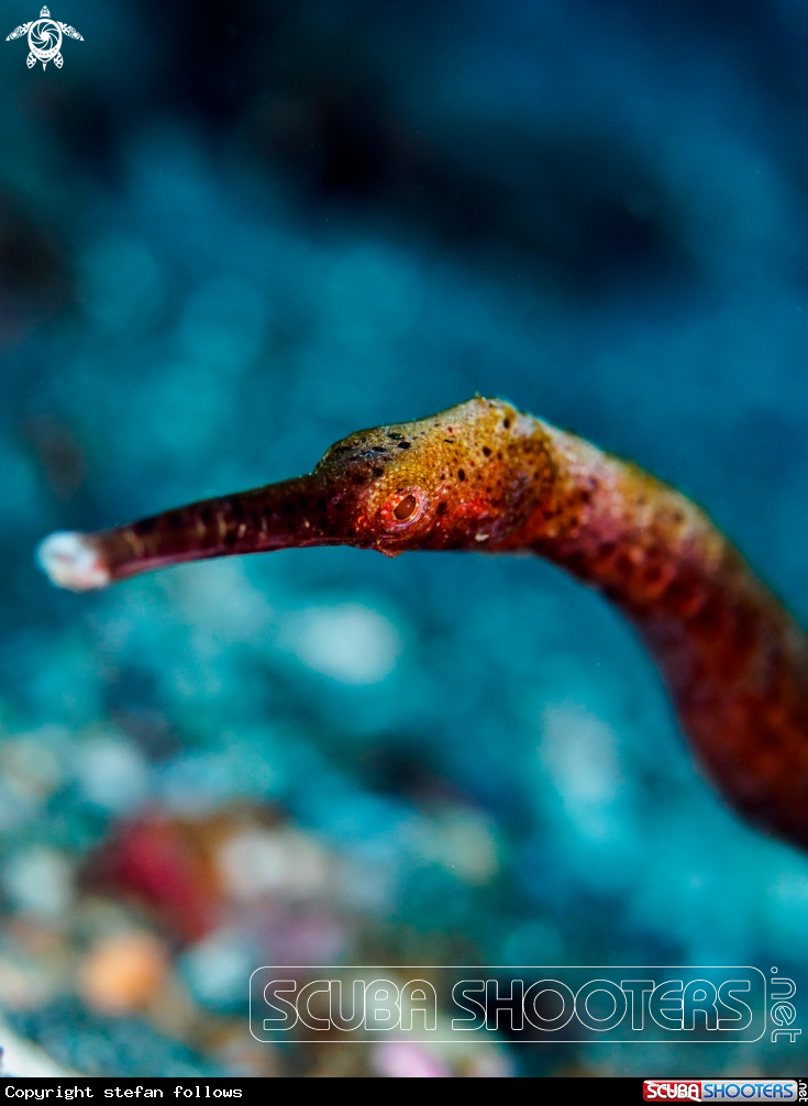 A Slender Pipefish