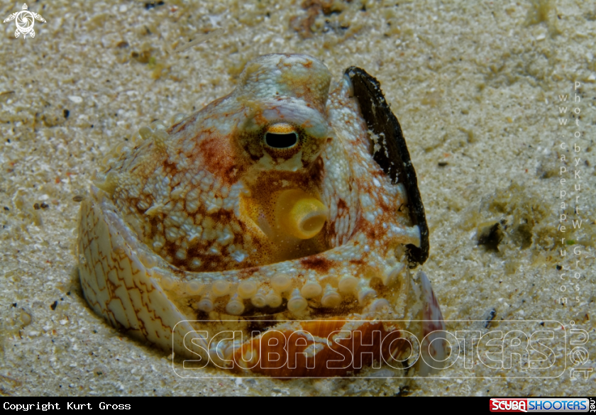 A Coconut Octopus