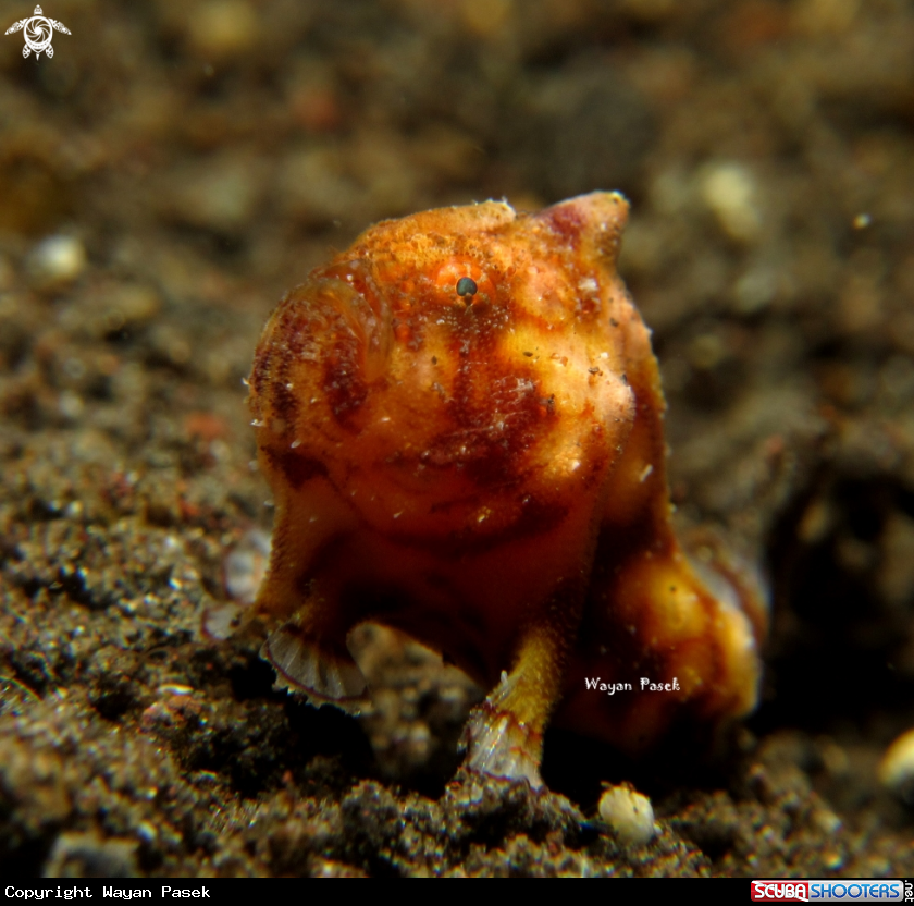 A Frogfish