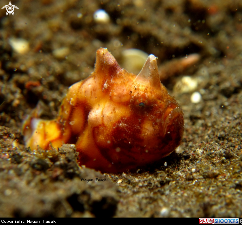 A Frogfish