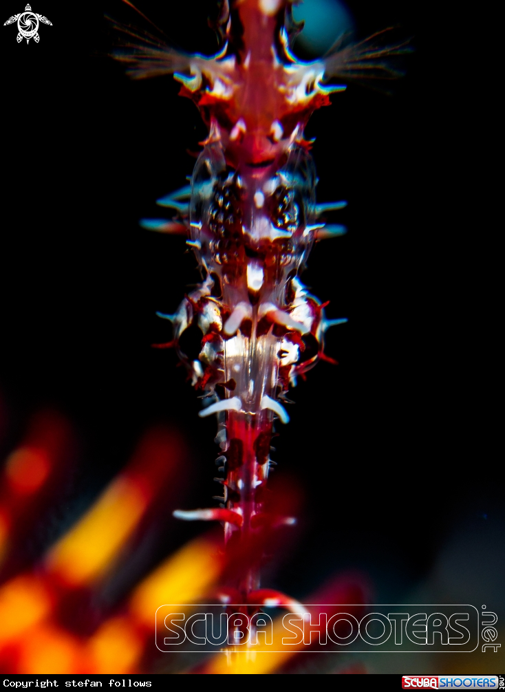 A Ornate Ghost Pipefish