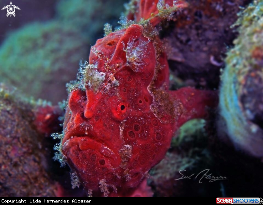 A Warty frogfish