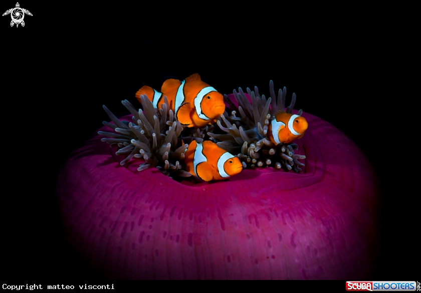 A clown fish