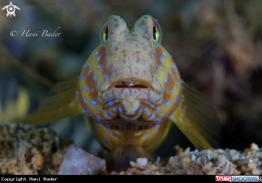 A goby