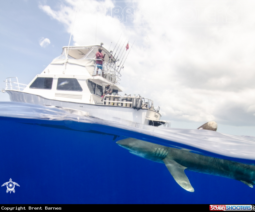 A Oceanic White Tip Shark