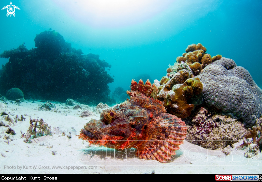 A Scorpionfish