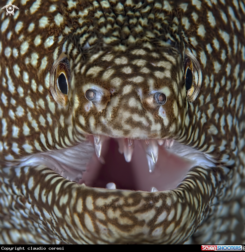 A murena leopardo , Whitemouth moray,