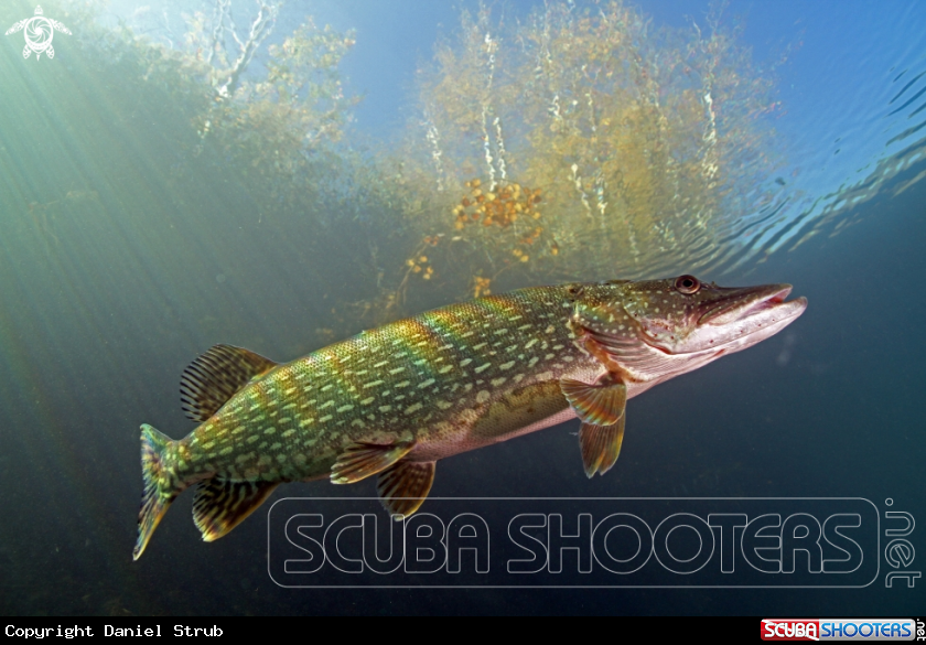 A Pike fish