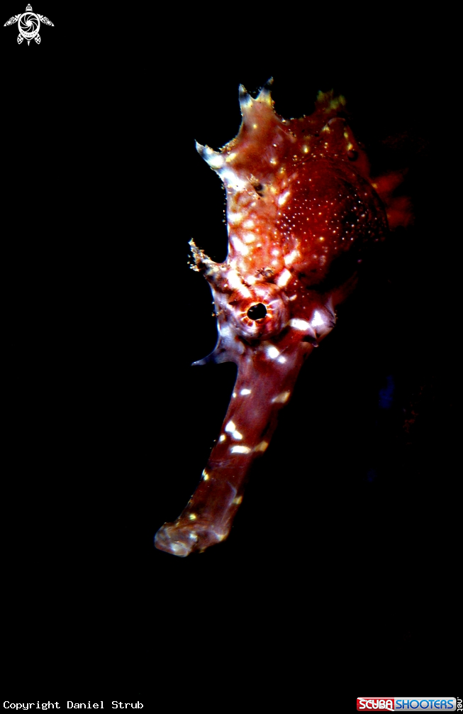 A Thorny seahorse