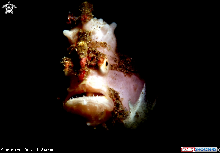 A Warty frogfish