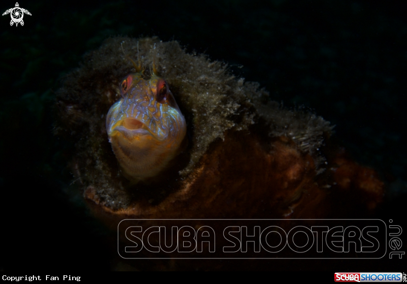 A Blenny