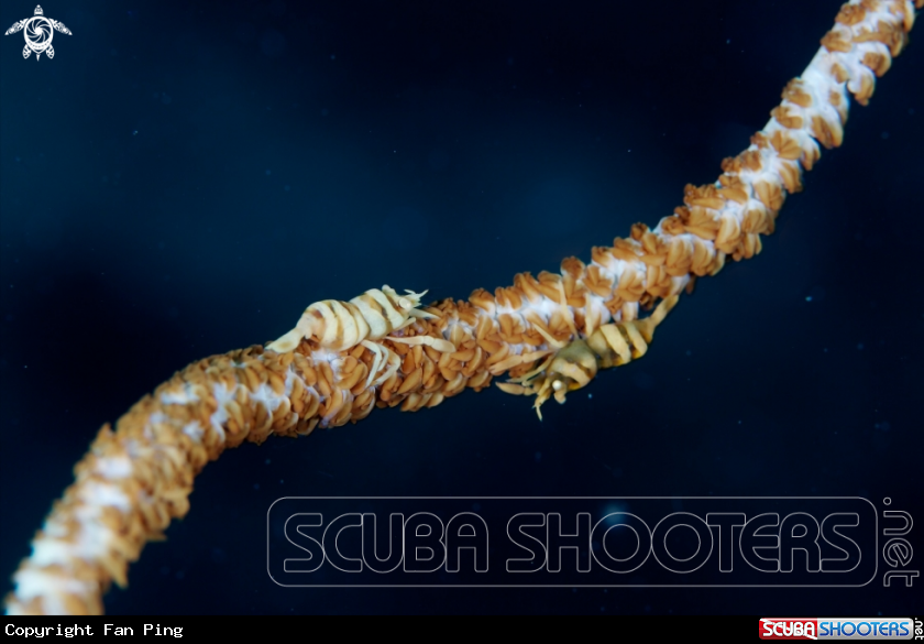 A Whip Coral Shrimp