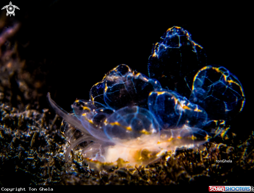 A Nudibranch