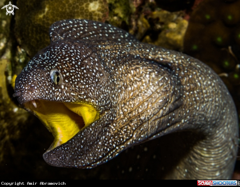 A underwater creature