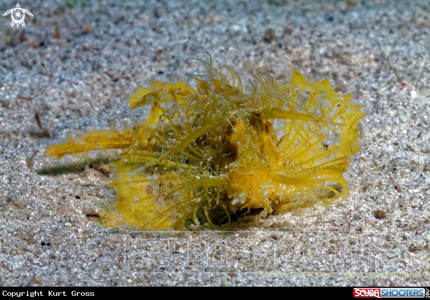 A Ambon Skorpion Fish