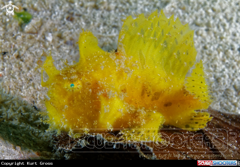 A Hairy Frogsfish