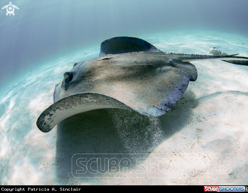 A Southern Stingray 