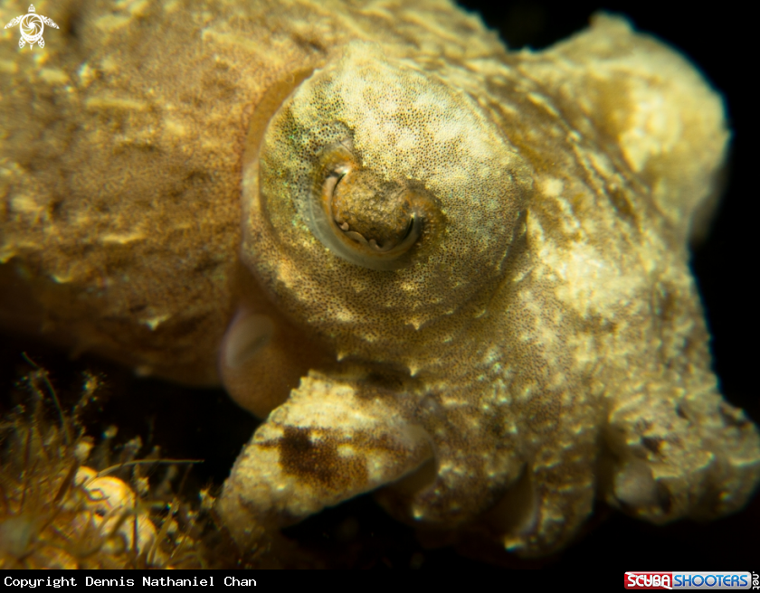 A Papuan Cuttlefish