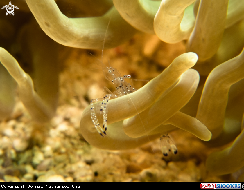 A Anemone Shrimp