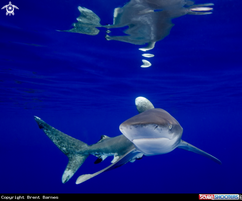 A Oceanic White Tip Shark