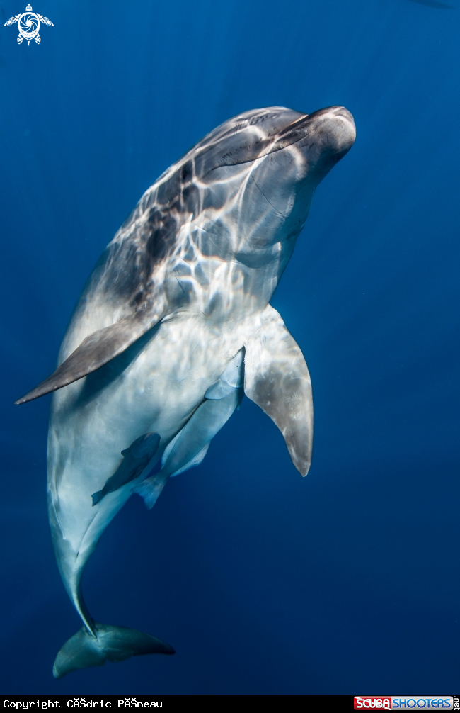 A bottlenose dolphin