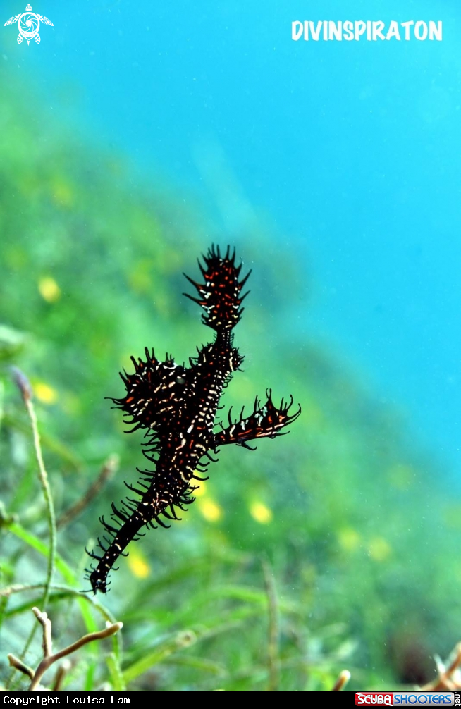 A Ghost pipe fish