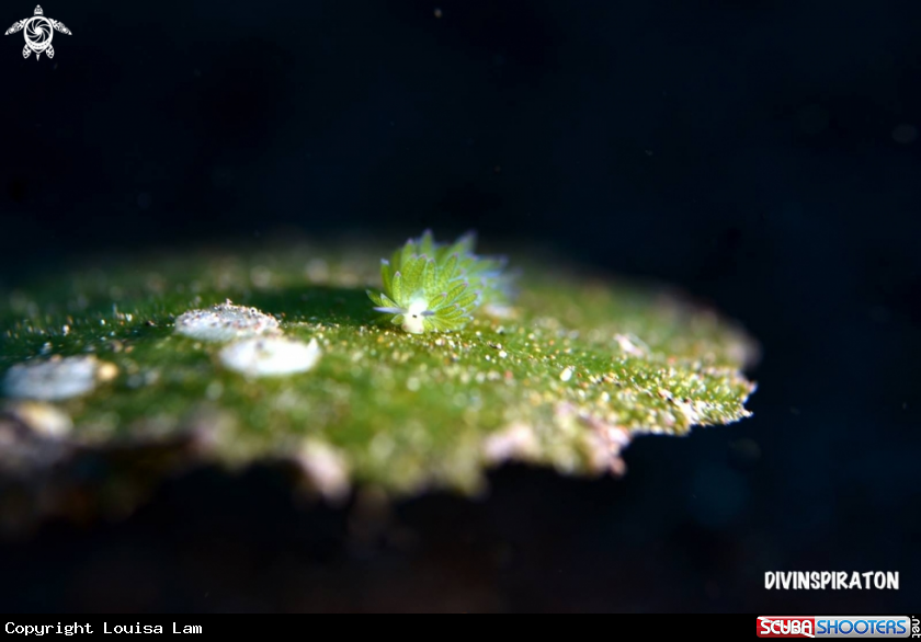 A Sheep Nudi