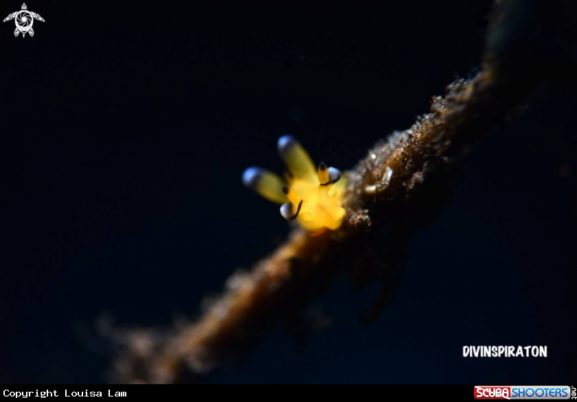 A Pikachu Nudi