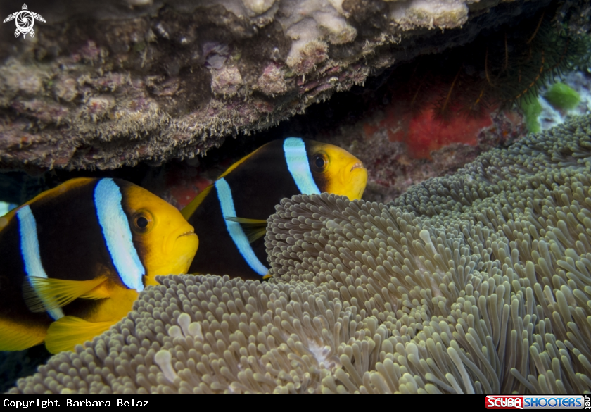 A Clownfish