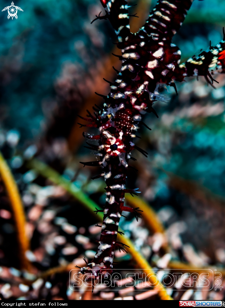 A Ornate Ghost Pipefish