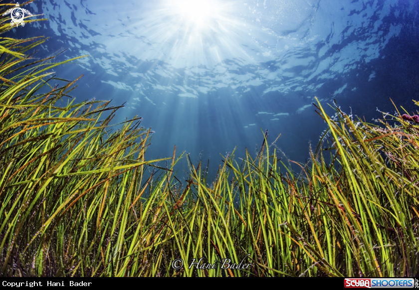 A seagrass