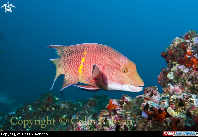 A reef fish