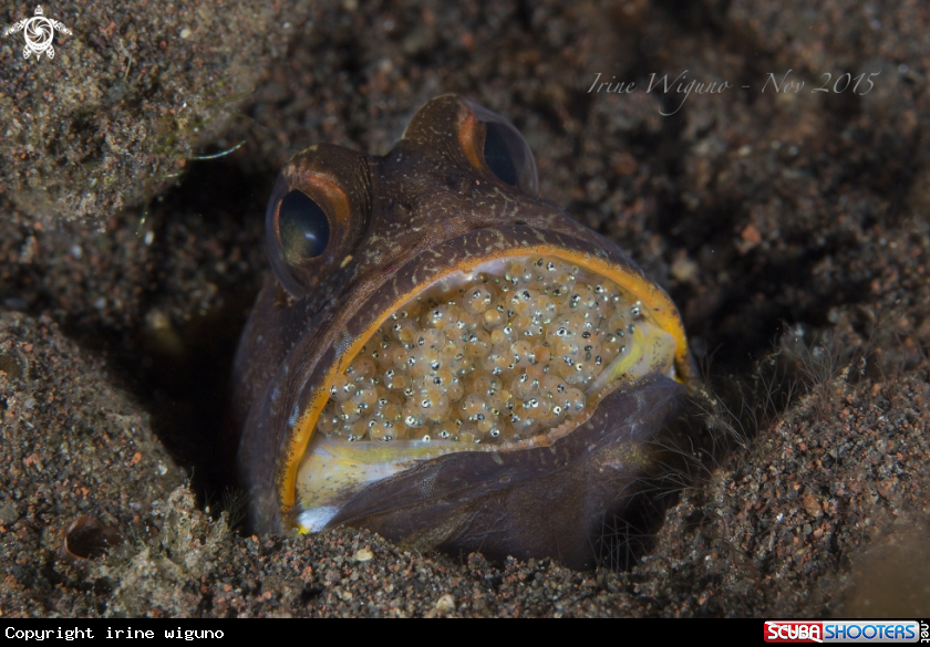 A jawfish