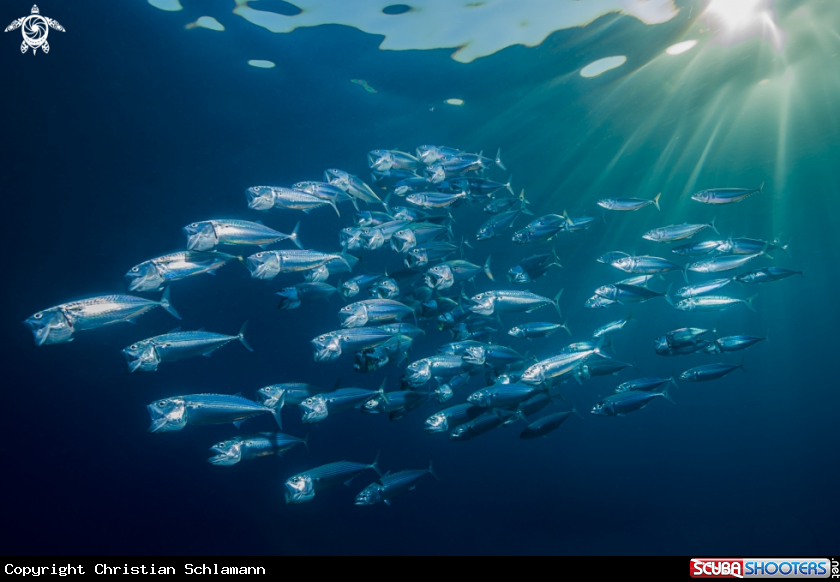 A Big mouth mackerel