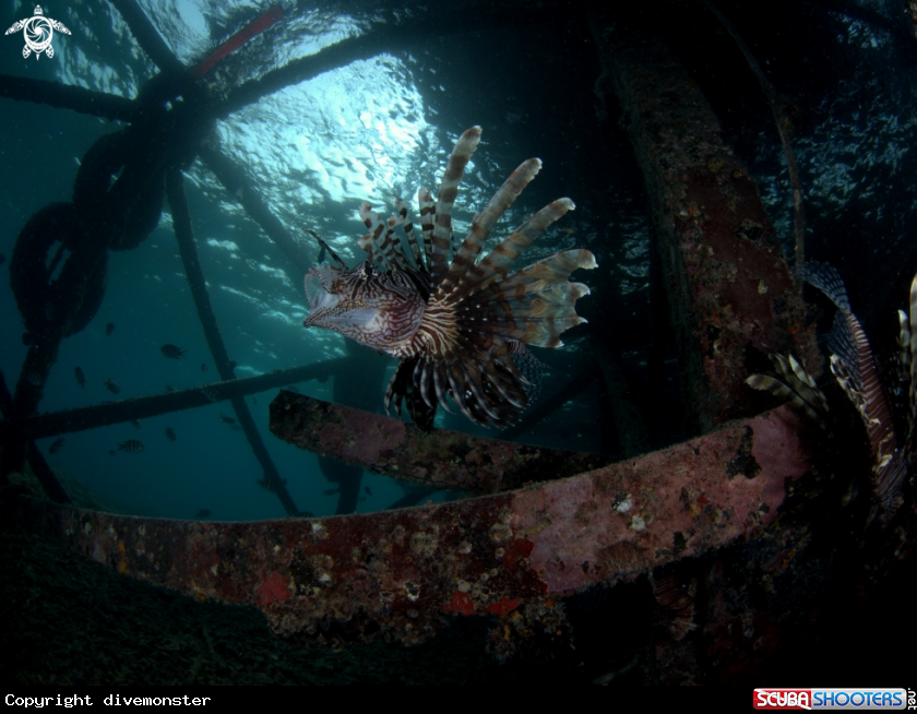 A Lion Fish