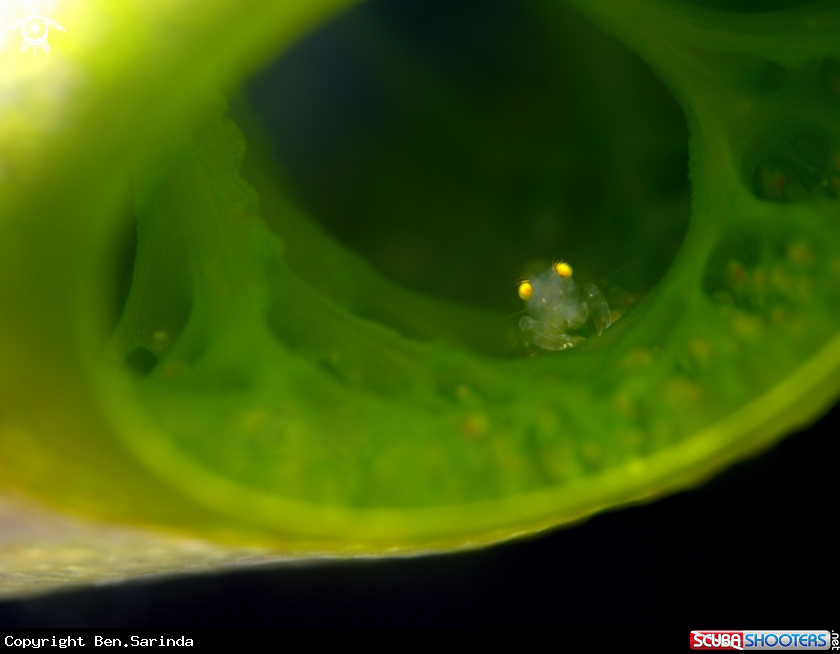 A Tunicate snapping shrimp