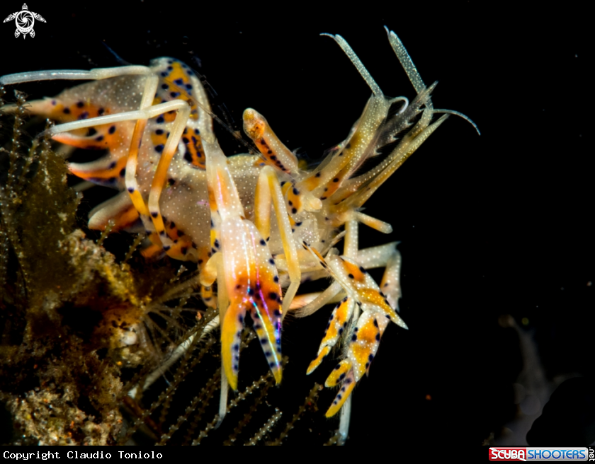 A TIGER SHRIMP