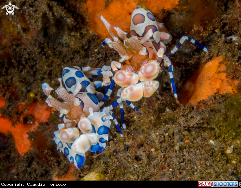 A Harlequin Shrimps