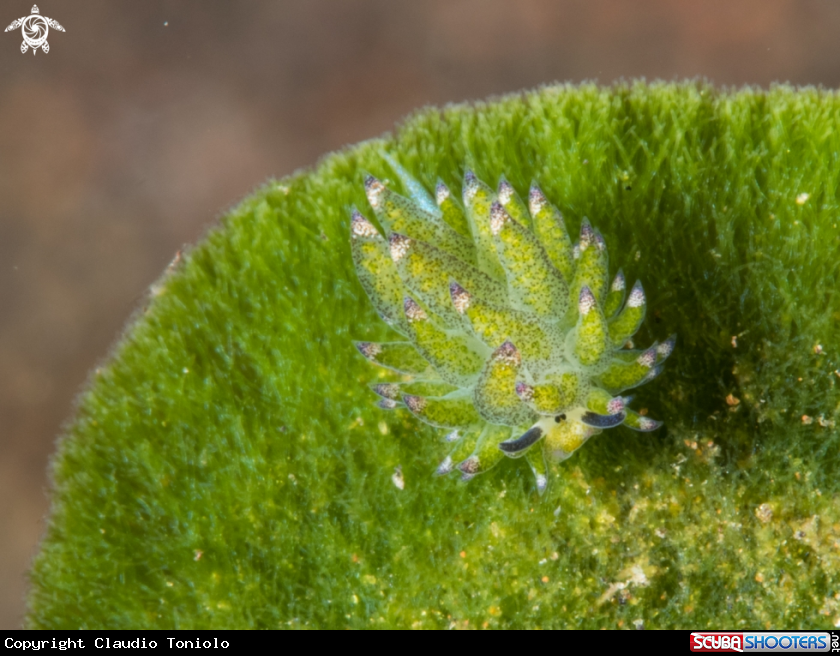 A Costasiella