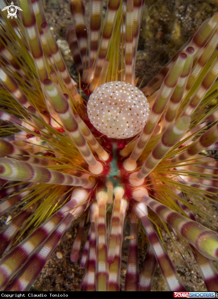 A Double Spined Urchin