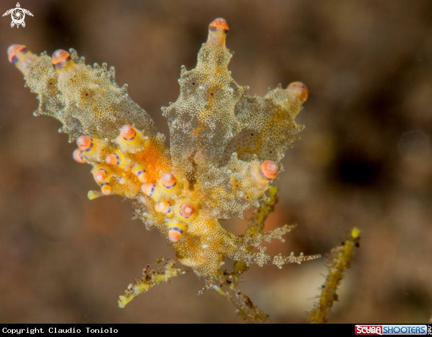 A Eubranchus