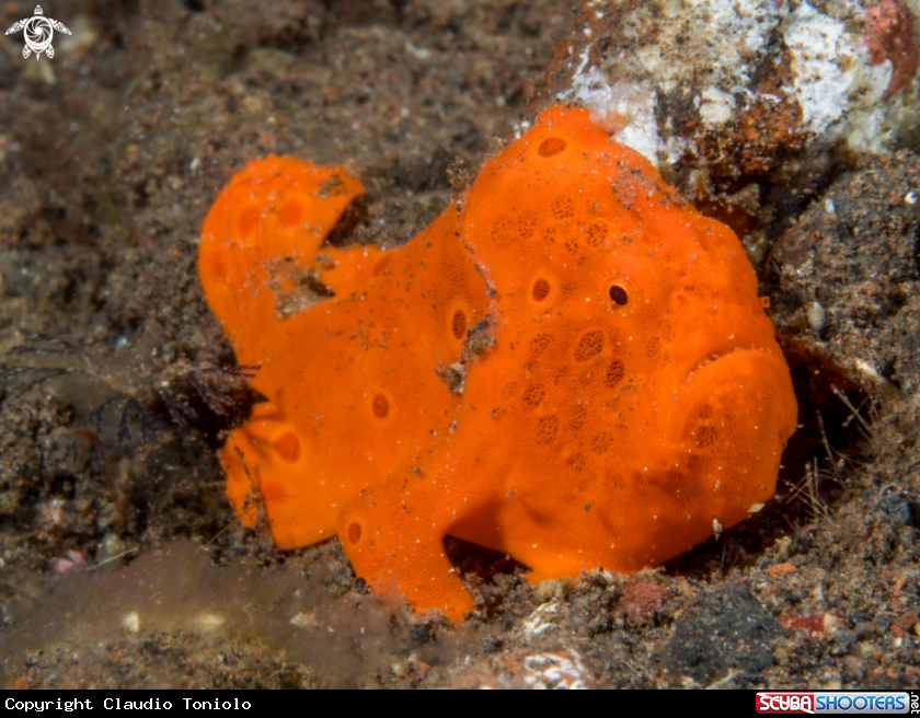 A Frogfish