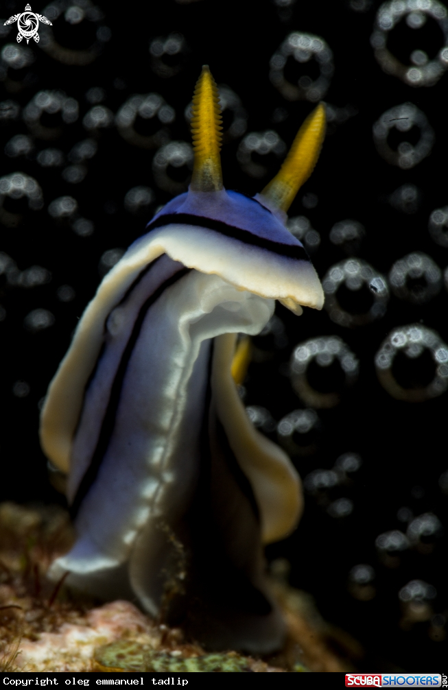 A nudibranch