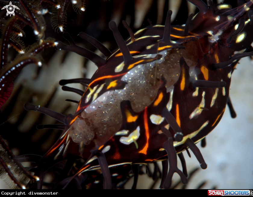 A Ornate Ghost Pipefish