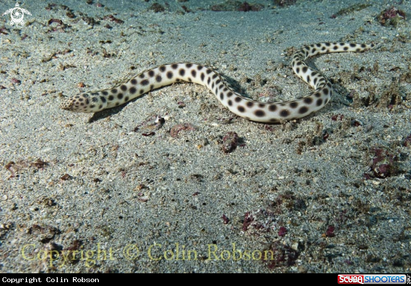 A sea snake