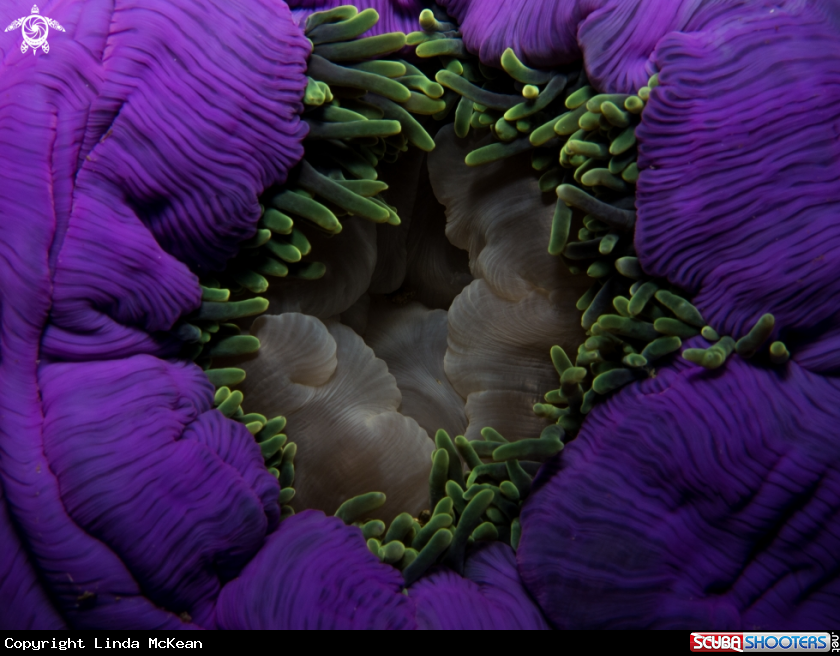 A Purple Long Tentacled Anemone